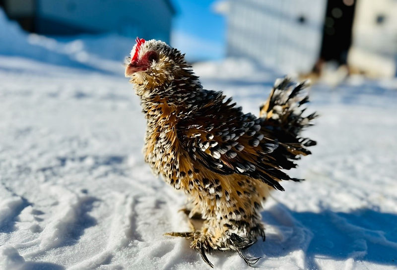 How Much Cold Can Chickens Tolerate