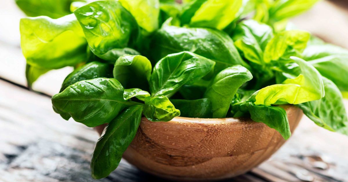 Is Basil a Vegetable