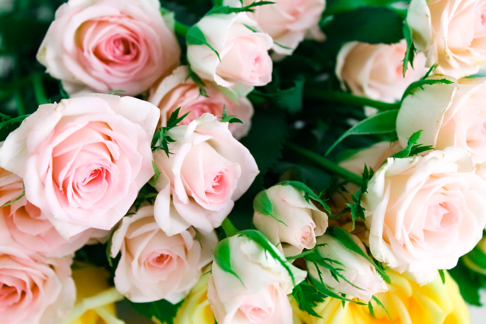 ピンクのバラの花言葉総まとめ！本数と濃淡で変わる意味と贈るマナー