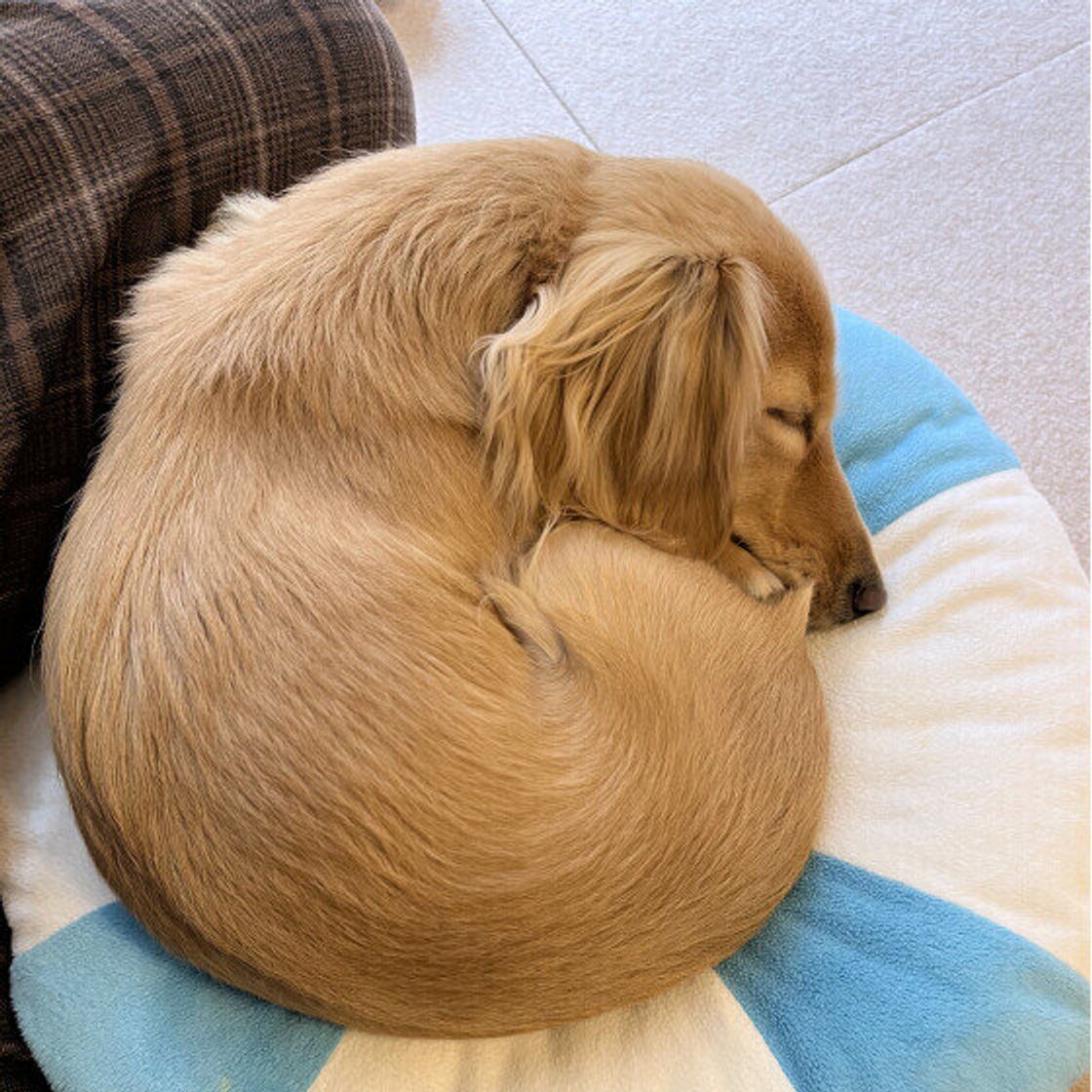 犬が丸まって寝る心理と理由を徹底解説！病気のサインを見抜く判断基準