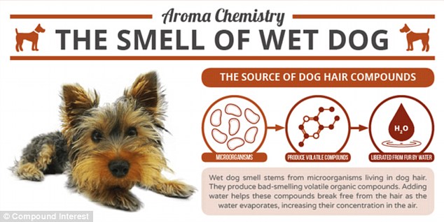 Why Do I Smell Like Wet Dog