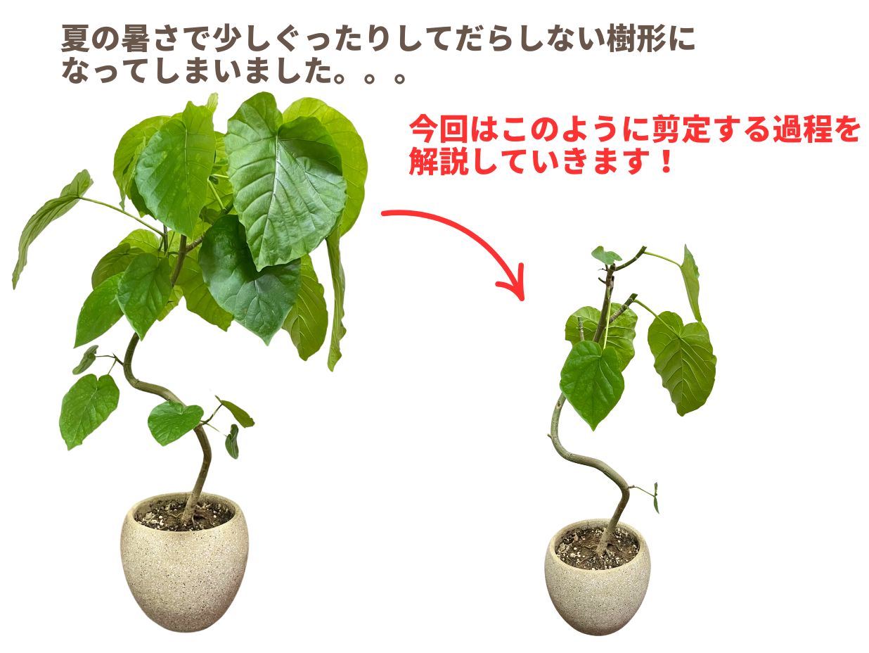 ウンベラータの育て方完全ガイド｜葉落ち復活と水やりの黄金比