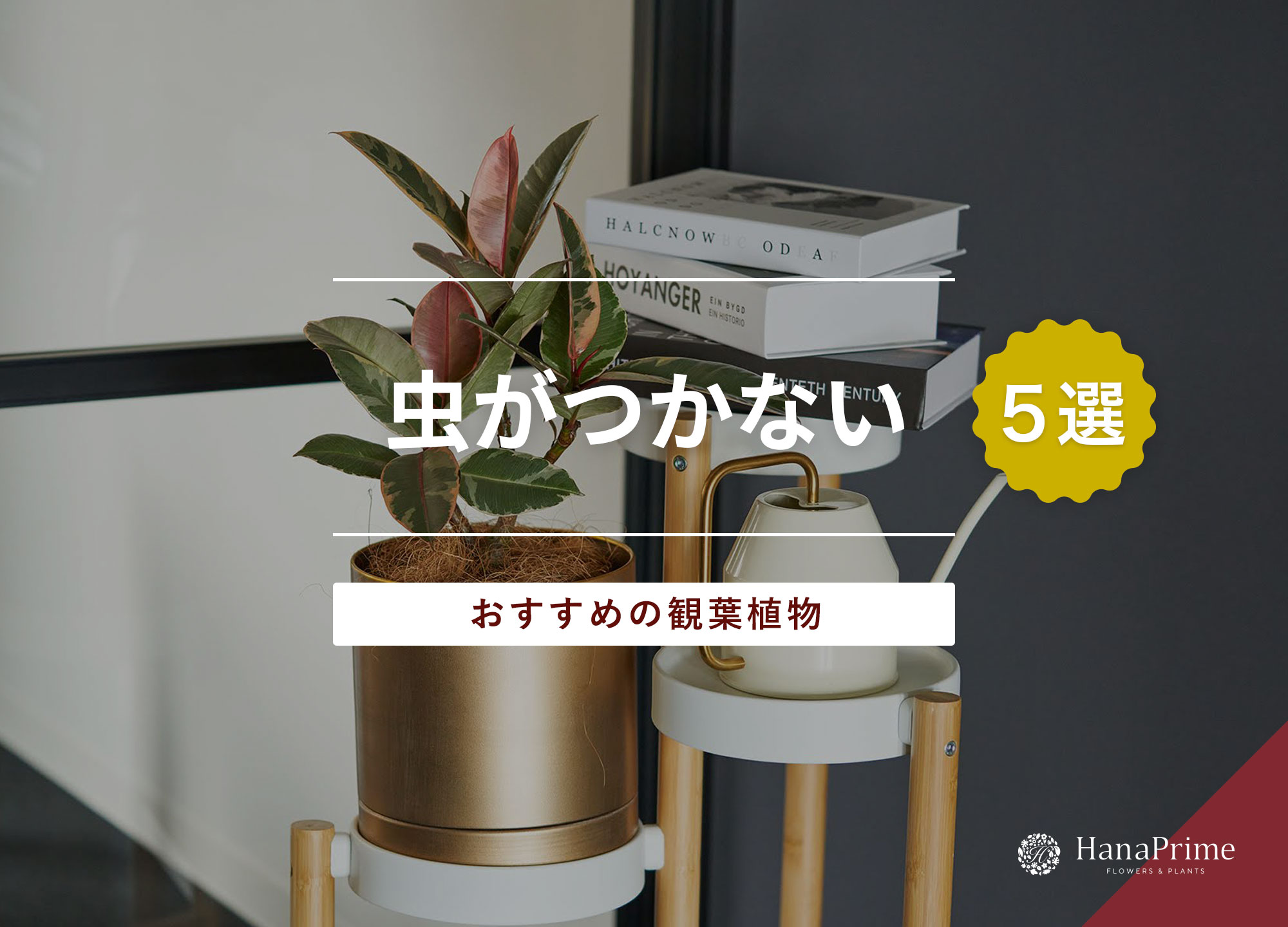 虫がわかない観葉植物の育て方！室内コバエを根絶する土選びと対策