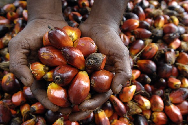 Does Palm Oil Give You Cancer