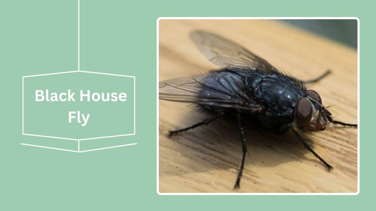 Flying Black Bugs in House