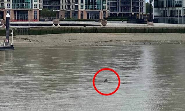 Are There Sharks in the River Thames