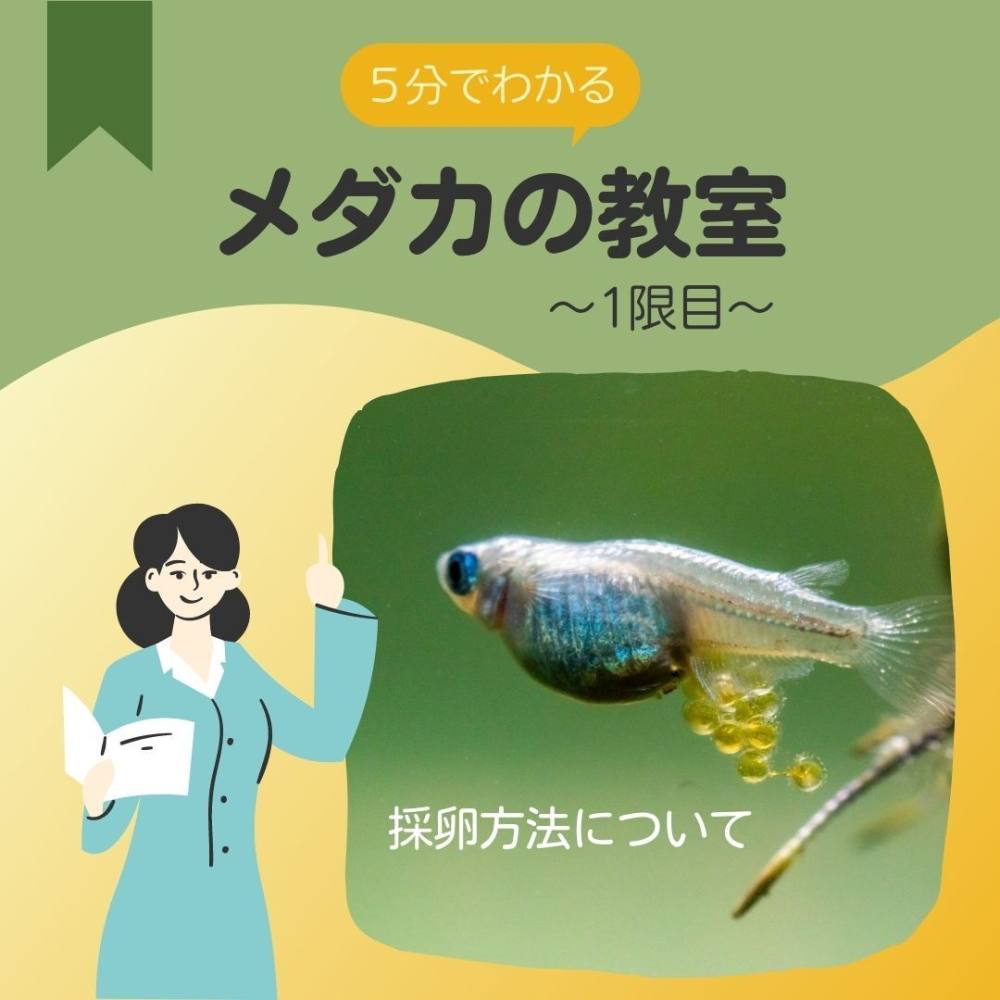 メダカの卵の取り方完全ガイド！手袋の理由と孵化率9割超えのプロ技