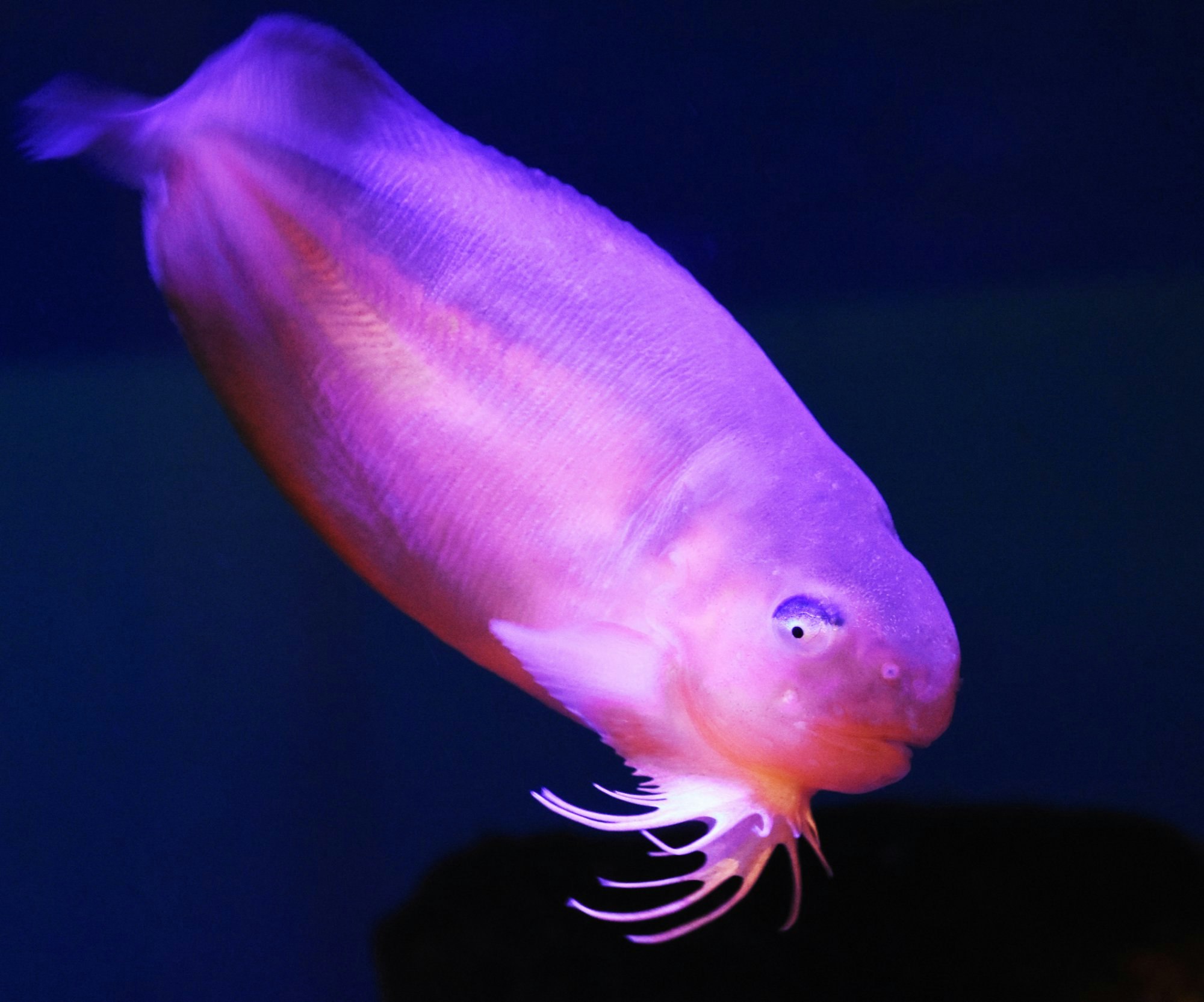 なぜ深海でピンクに？キモカワ深海魚の正体と暗闇の進化論