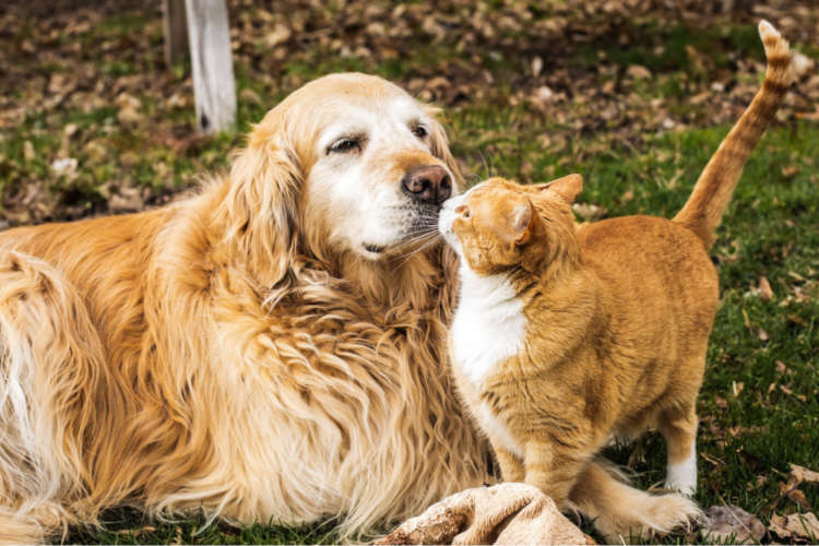 猫と犬どっちが飼いやすい？費用と手間で選ぶ2026年の決定版