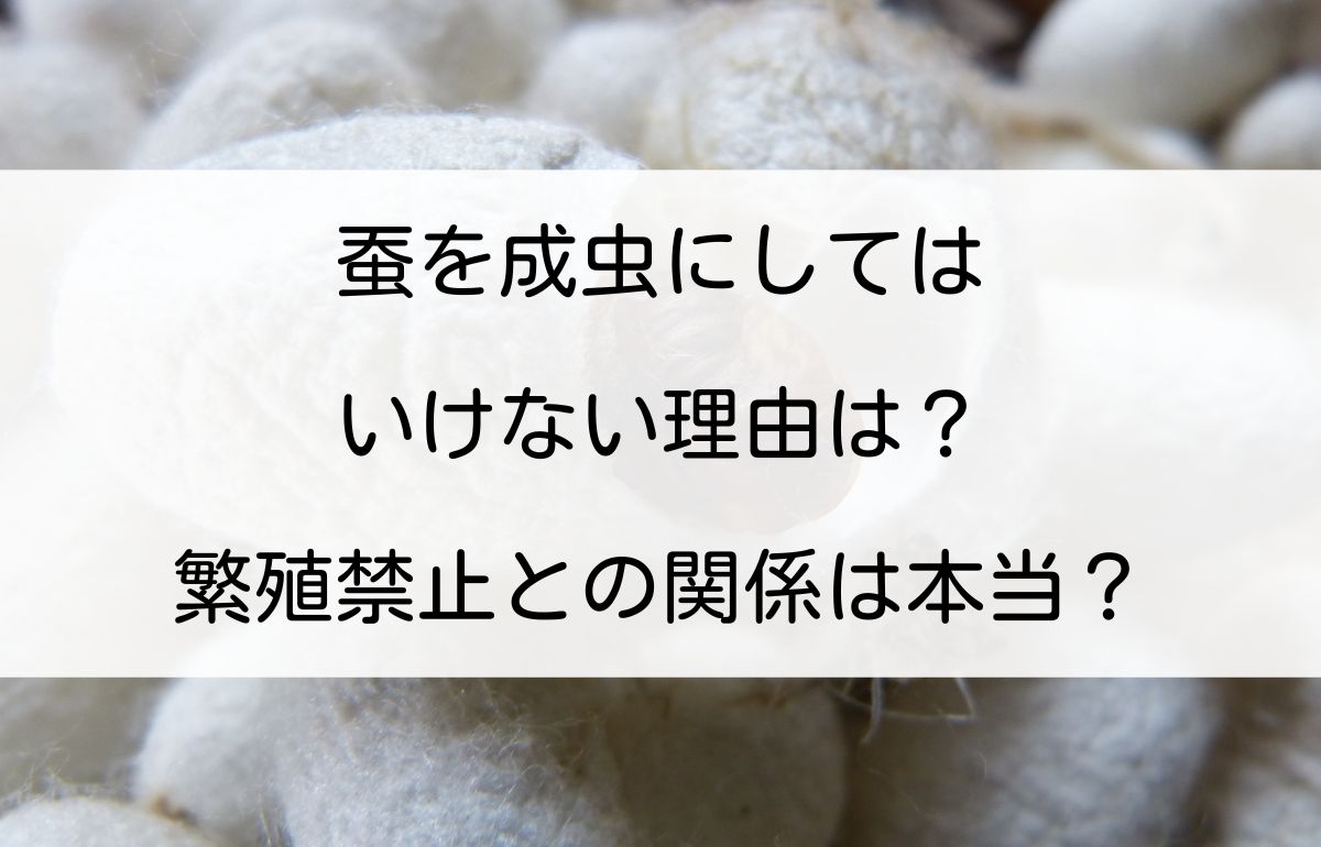 蚕を成虫にしてはいけない理由とは？繭を茹でる残酷な真相と生態の闇