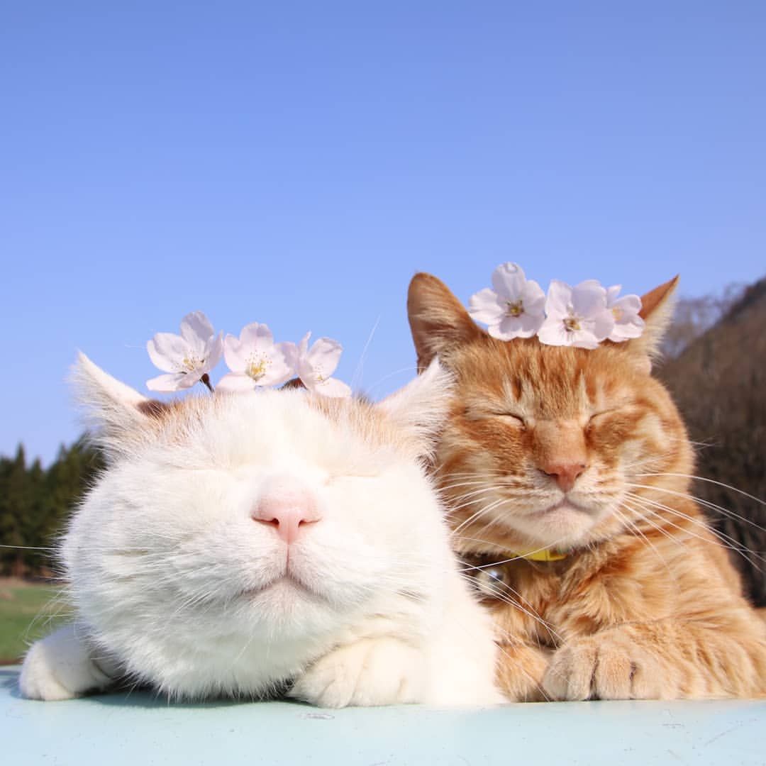 2026年、なぜ世界は再び「かご猫」に熱狂するのか？Snsの狂騒を溶かす“究極の癒やし”の正体