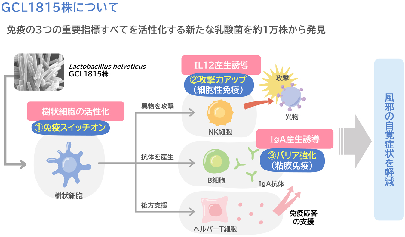 乳酸菌で風邪は防げる？免疫力向上の科学的真相と正しい選び方
