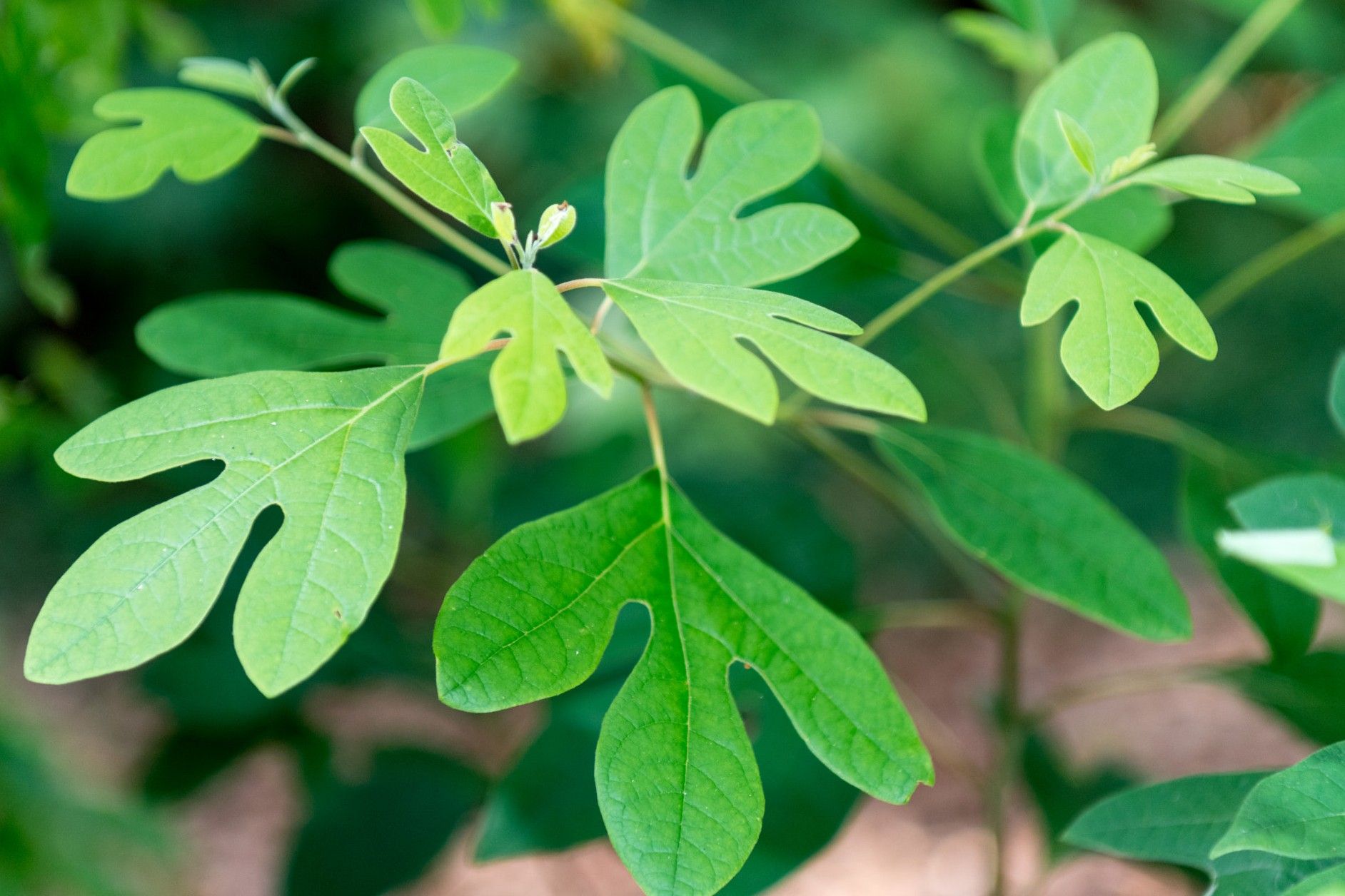 Facts About the Sassafras Tree