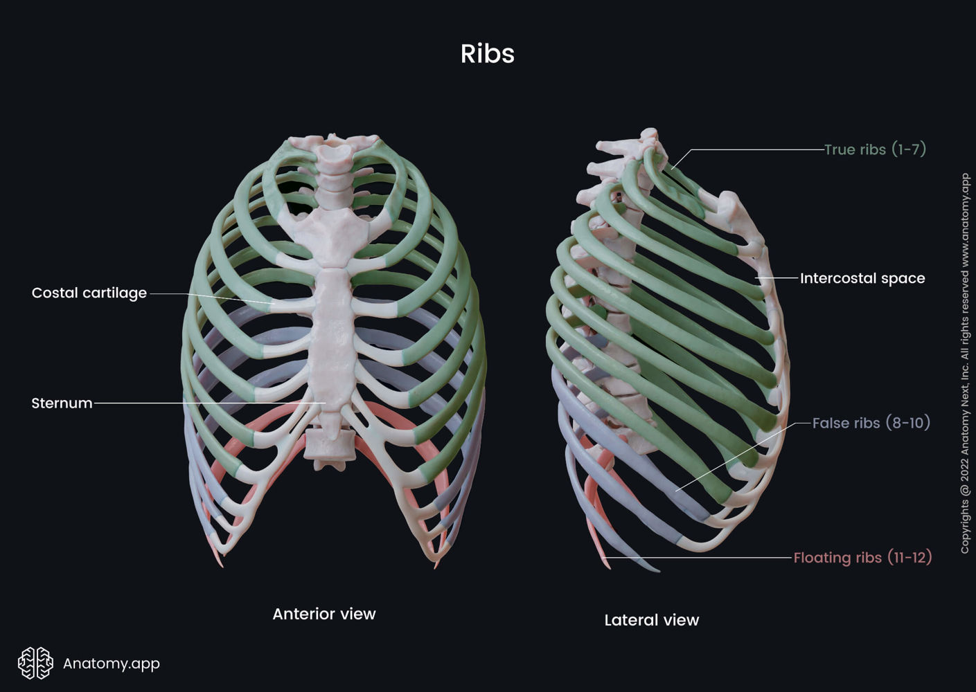 What Do Ribs Do