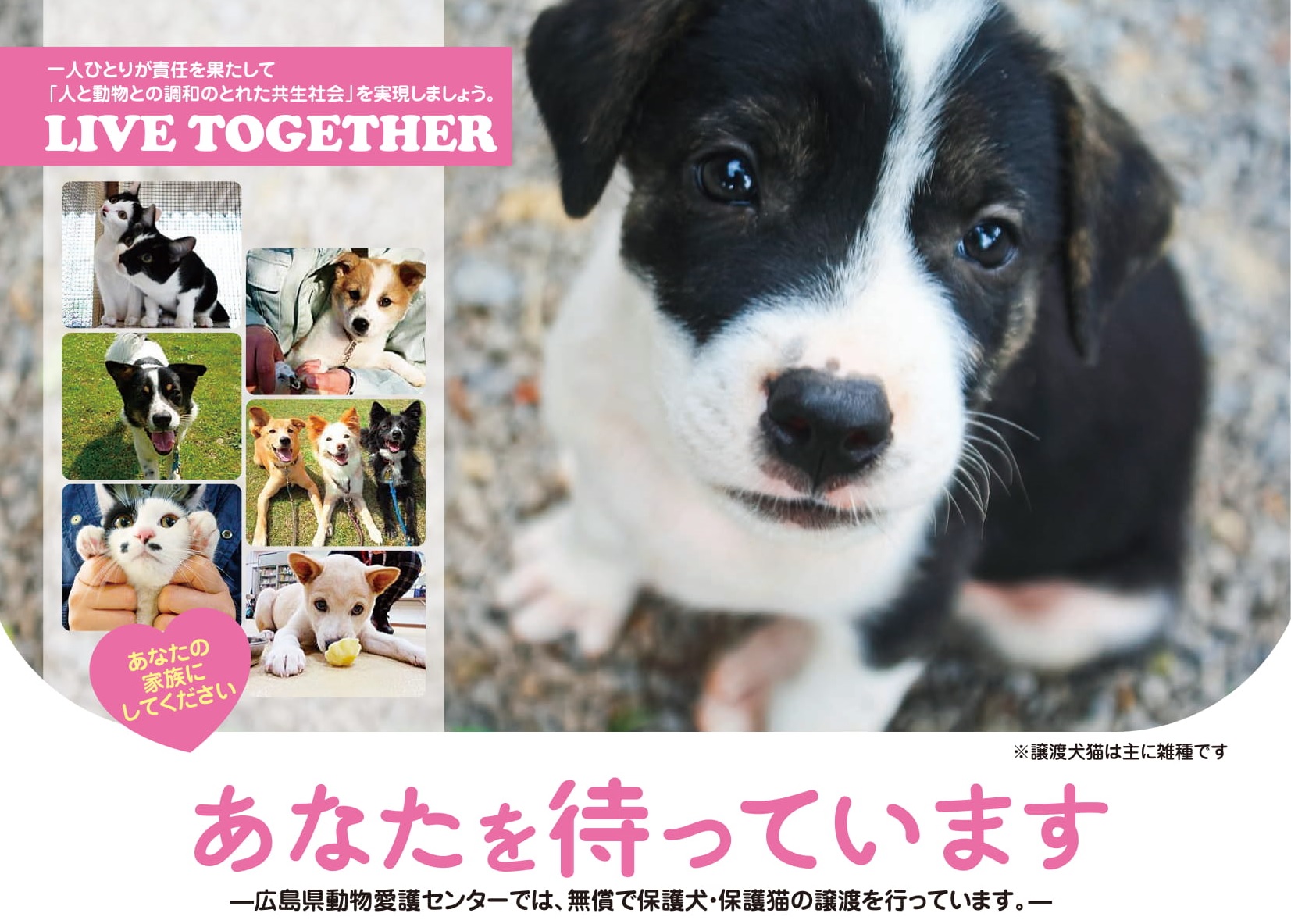 広島で犬の里親になるには？譲渡会の最新日程と審査基準・費用を徹底解説