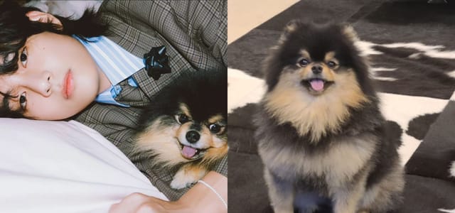 What Kind of Dog Does Kim Taehyung Have