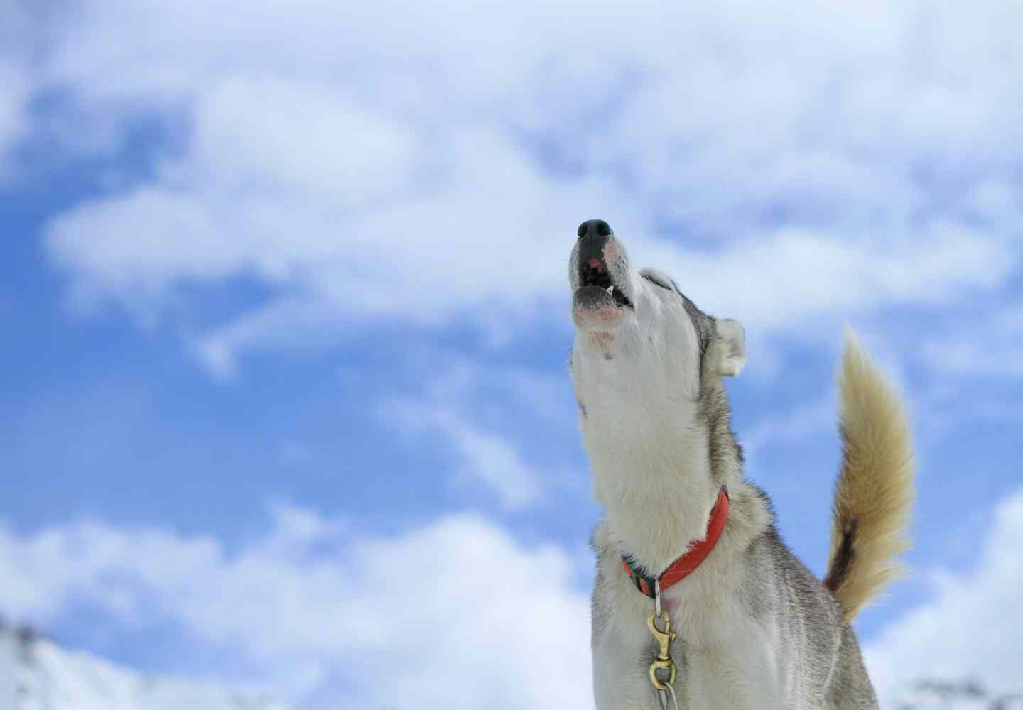 犬の遠吠えが起きる心理と真相｜救急車に鳴く理由や夜中の対処法