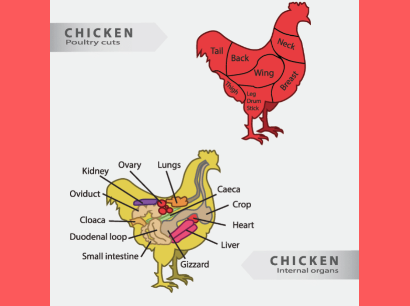 What Are Gizzards of a Chicken