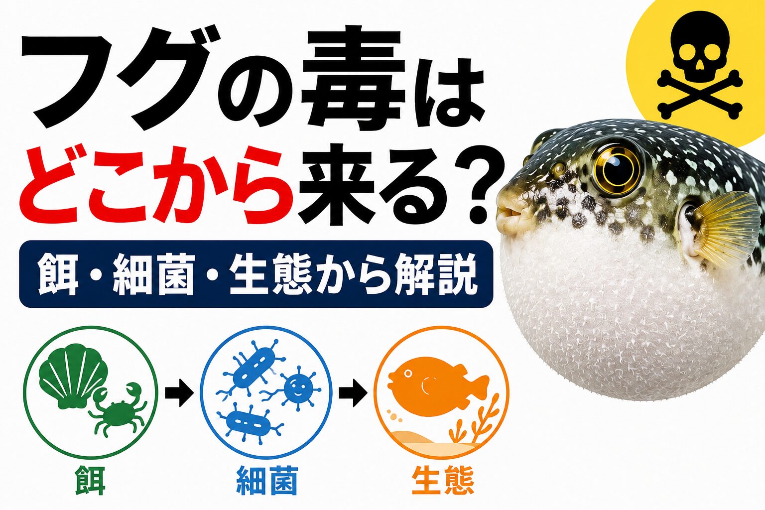 ふぐの毒はどこにある？部位別危険度とテトロドトキシンの真相【2026】