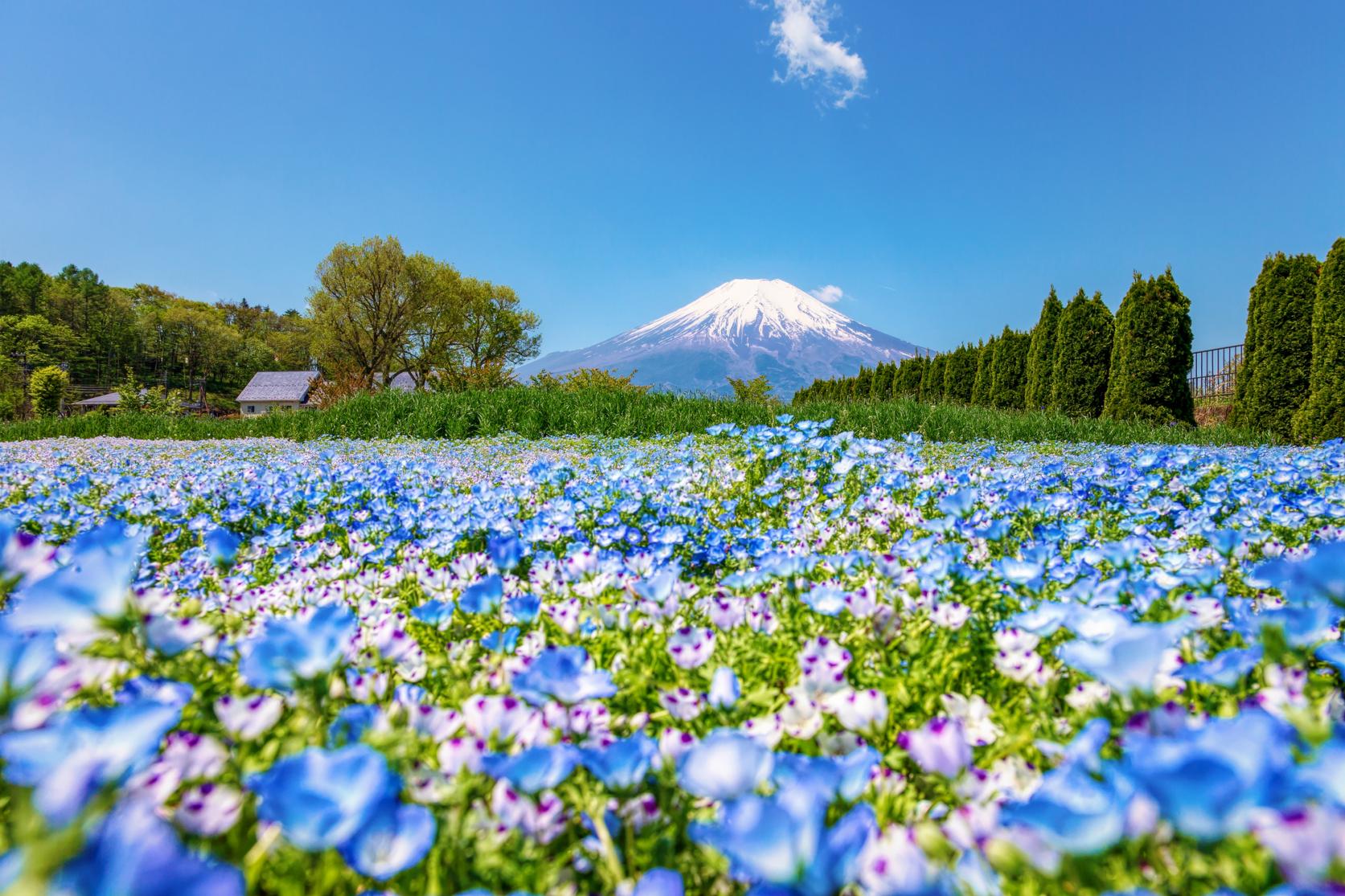富士と咲き誇る花の都公園！混雑を避ける絶景撮影ルート総力取材