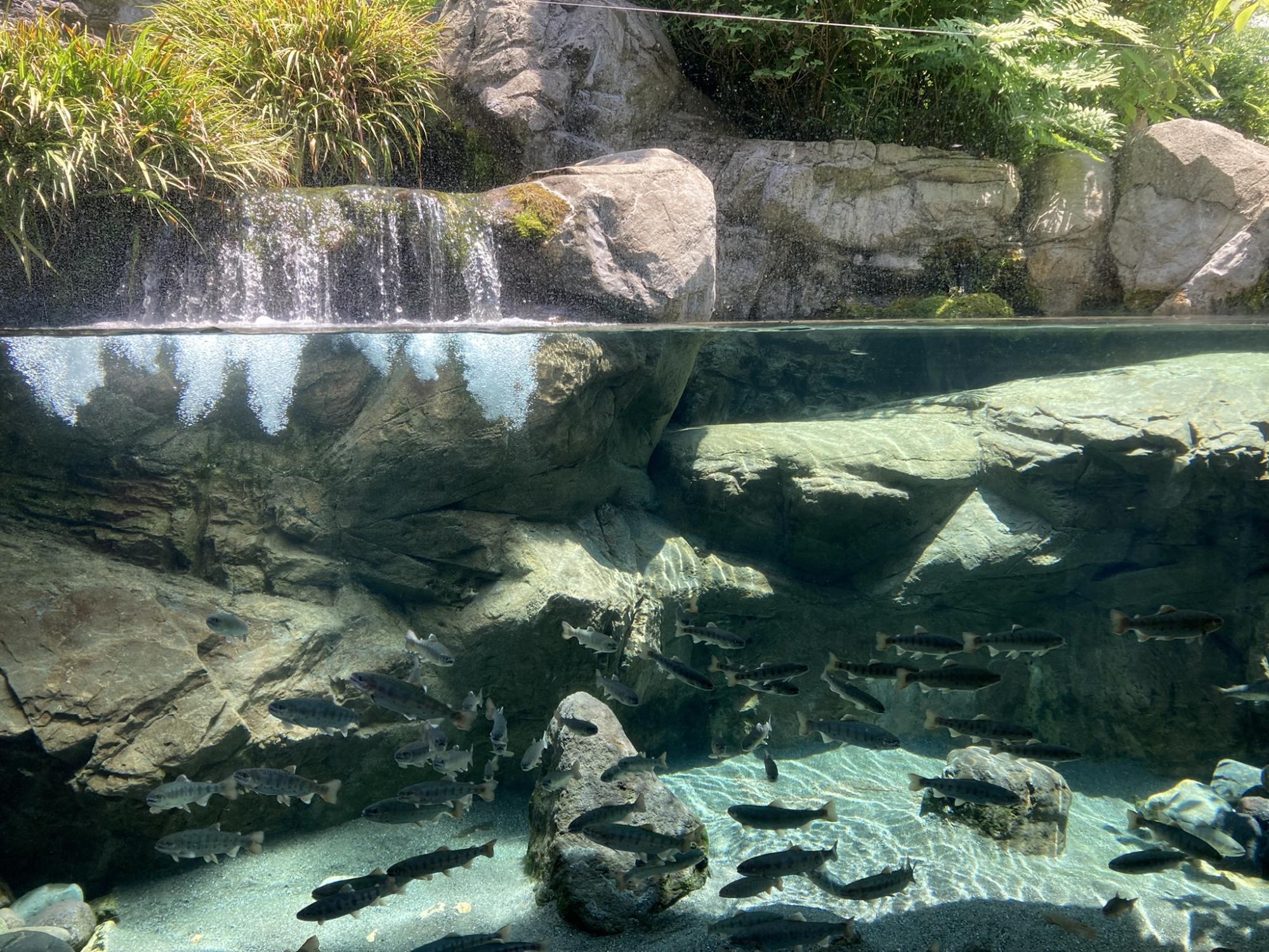 栃木県なかがわ水遊園おもしろ魚館の魅力と混雑＆割引を徹底解剖