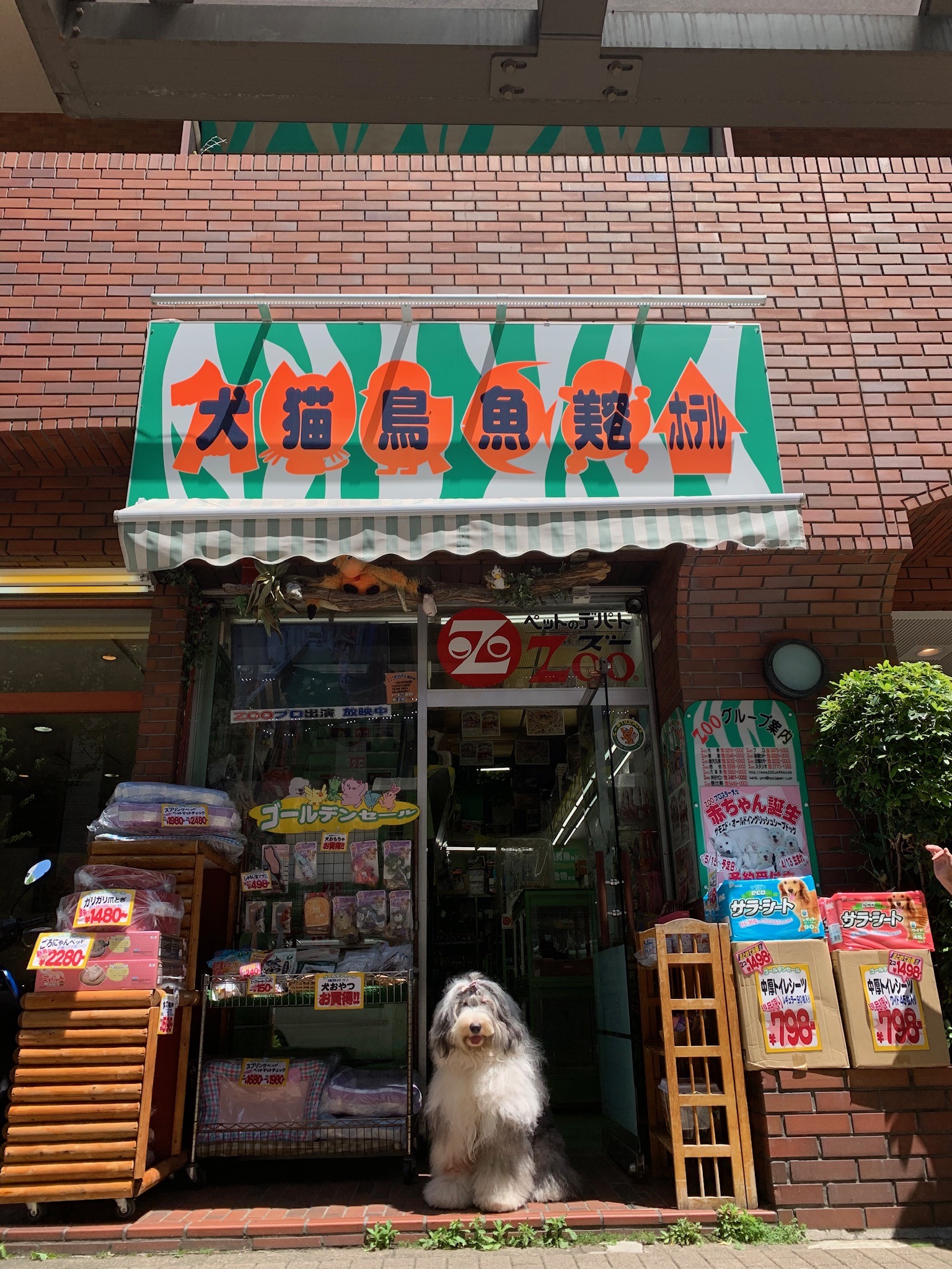 新宿のペットショップ徹底調査！評判の真相と優良店の見分け方【2026】