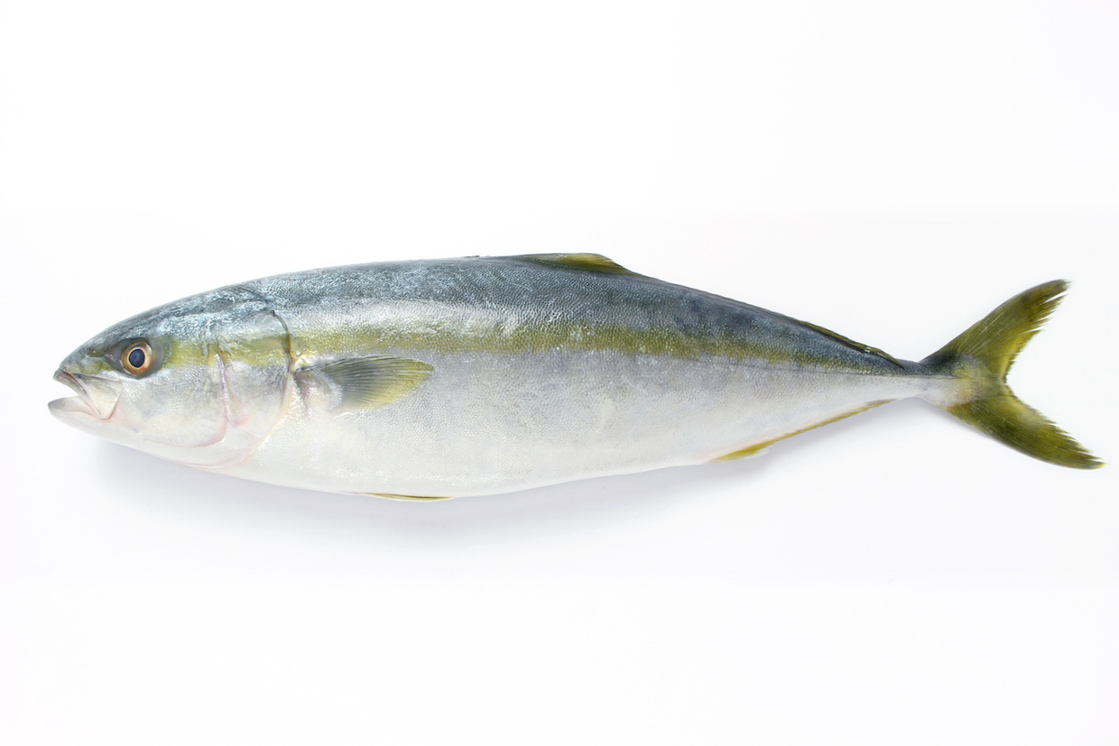 ワラサとは何の魚？ブリとの違いや旬・サイズ・絶品レシピまで徹底解説
