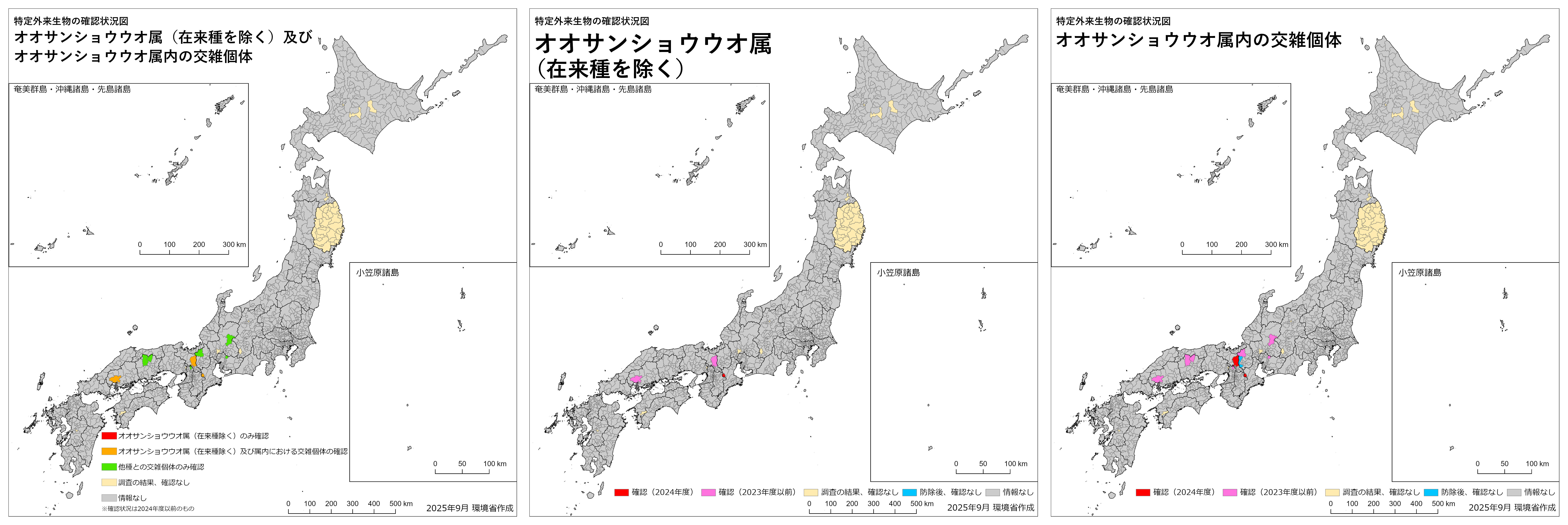 オオサンショウウオ生息地の現在地｜鴨川の目撃真相と交雑種危機の全貌