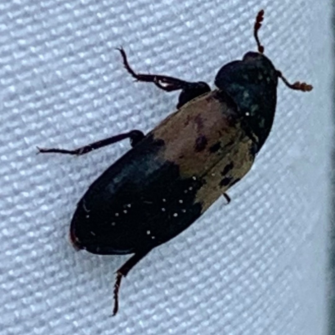 服に穴を開ける虫の正体！シラホシヒメカツオブシムシの駆除と予防法