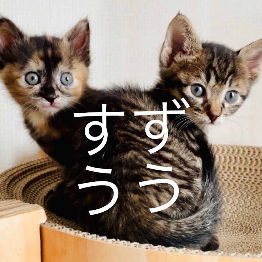 愛猫の首輪に鈴は危険？ストレスや聴覚への影響と獣医師の見解