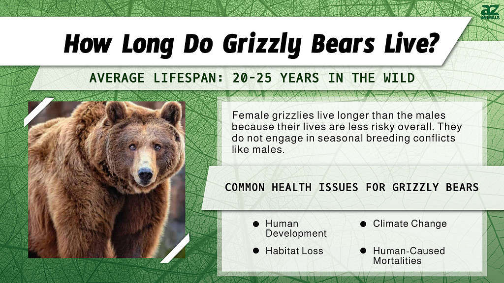 Life Expectancy of a Grizzly Bear