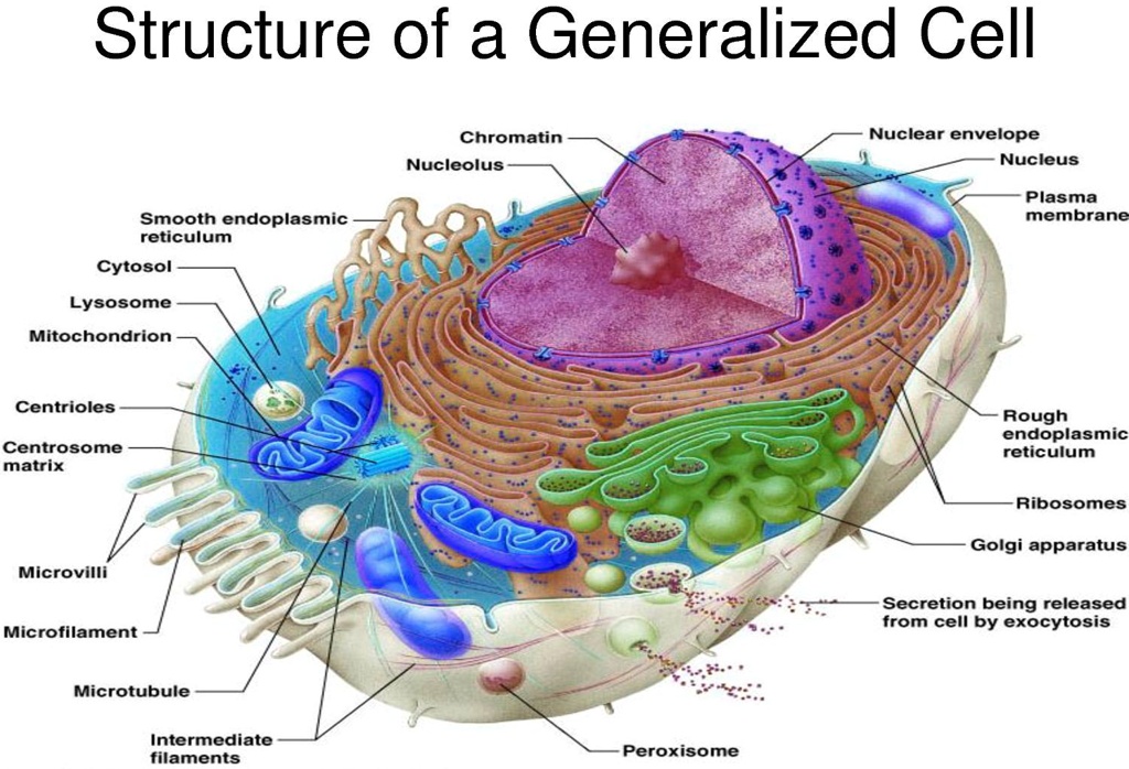Anatomy of a Generalized Cell Answer Key