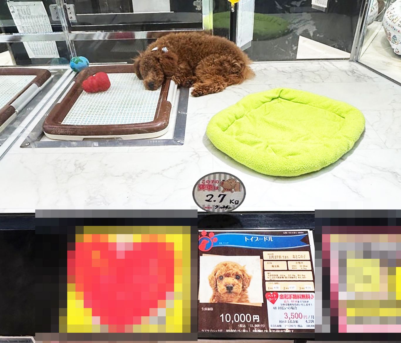 1万円で買える犬の裏側｜激安販売のからくりと初期費用の落とし穴を検証