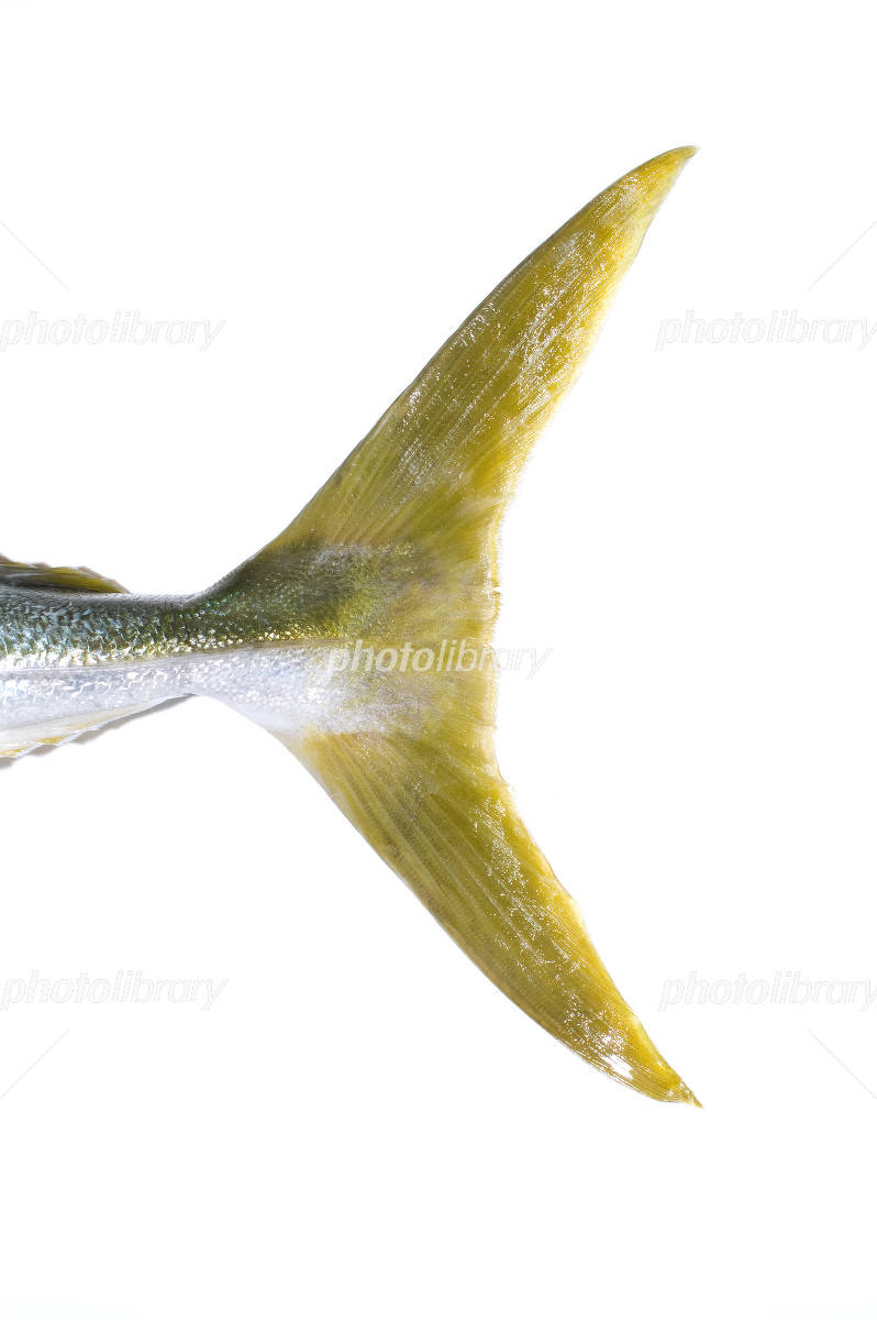 魚の尻尾の驚くべき役割と推進力！食べ方から病気のサインまで徹底解剖