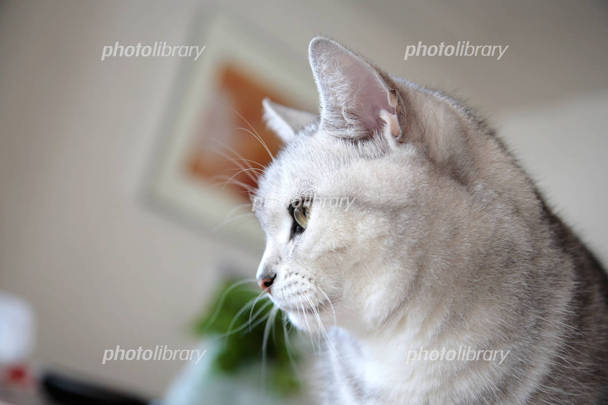 猫が横向きになる本当の理由！極上リラックスと危険な病気サインの境界線