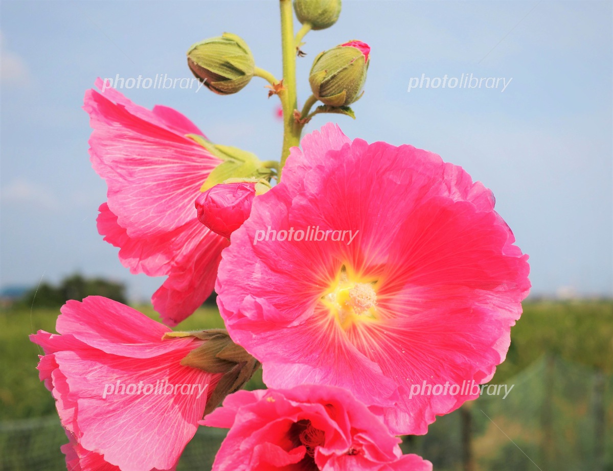 夏に咲くピンクの花図鑑！庭木から猛暑に強い多年草まで徹底解説