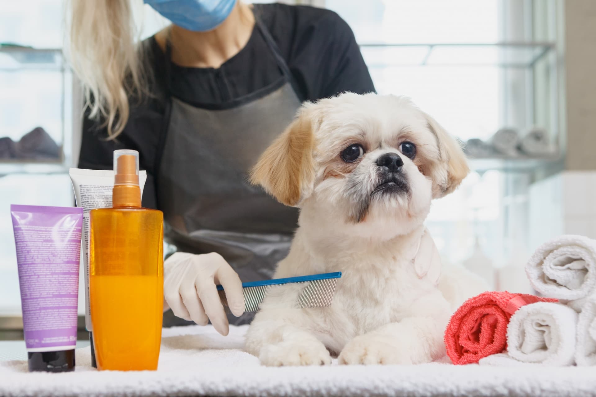 犬のグルーミングとは？トリミングとの決定的な違いと自宅ケアの全貌