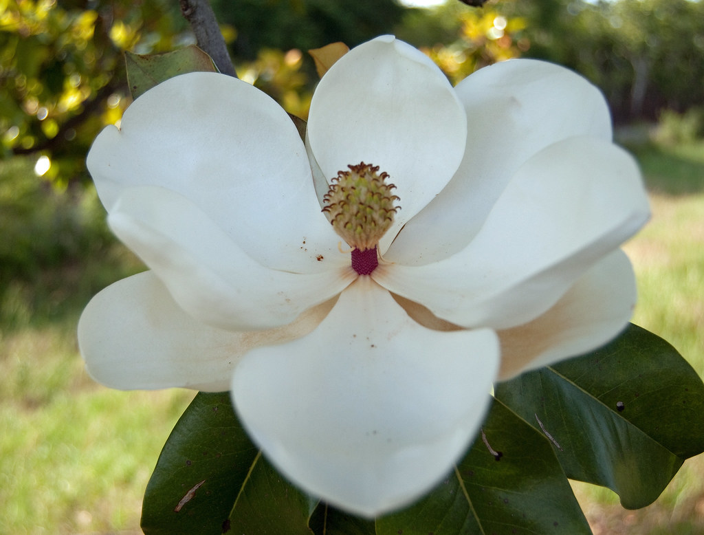 State Flower for Mississippi