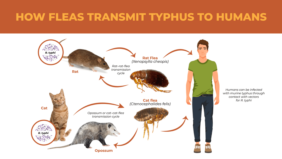 Can Fleas Carry Rabies