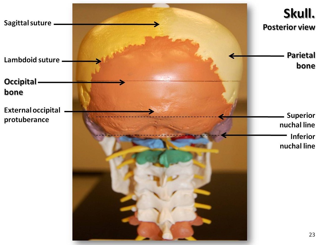 Medical Term for Back of Head