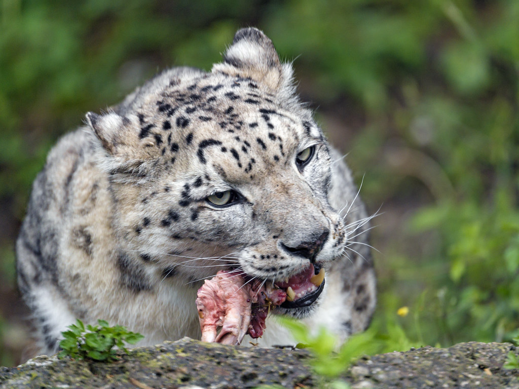 What Do the Snow Leopards Eat