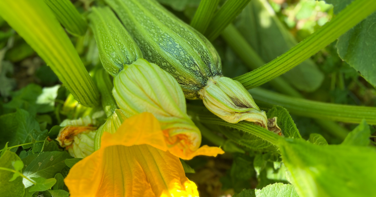 ズッキーニのコンパニオンプランツ術！病害虫を防ぎ収量を伸ばす最強混植