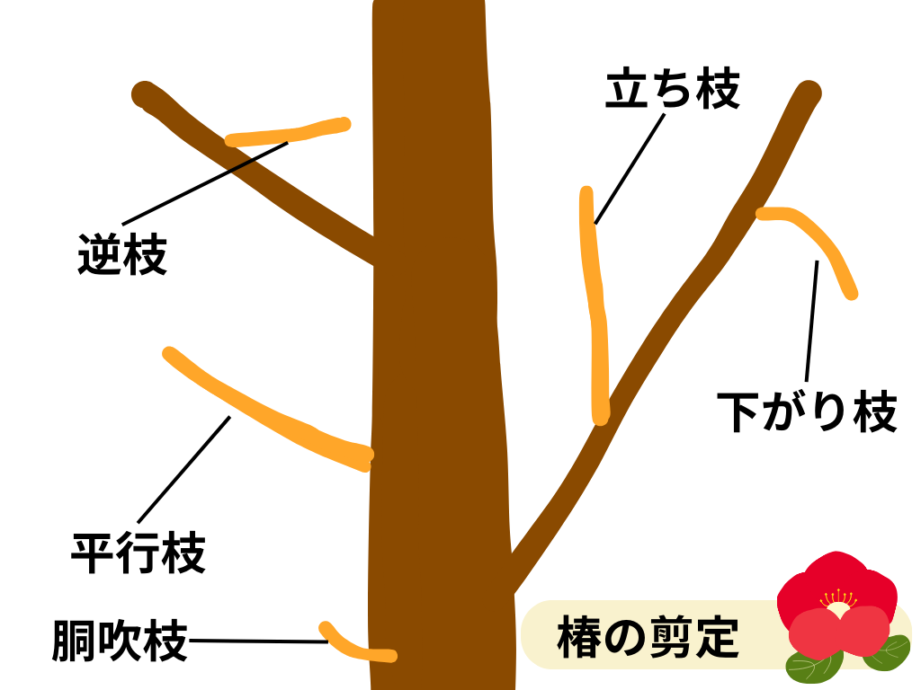 椿の剪定は「いつ・どこを切るか」で花付きが激変！図解でわかる基本手順と失敗しない新常識2026