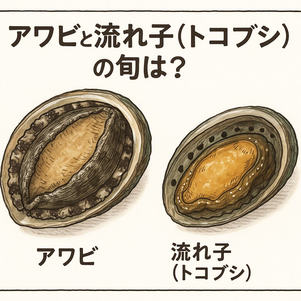 アワビとトコブシの違いとは？穴の数で見分ける決定打と価格・味を徹底比較