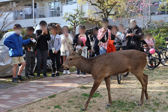 「可愛い」の裏に潜むリスク。2026年、奈良公園の鹿をめぐるトラブルと「触れてはいけない」本当の理由