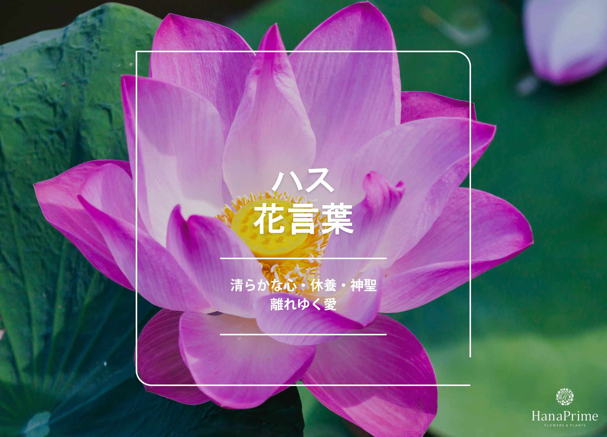 蓮の花言葉に怖い意味の噂？白やピンクの意味・睡蓮との違いを徹底解説