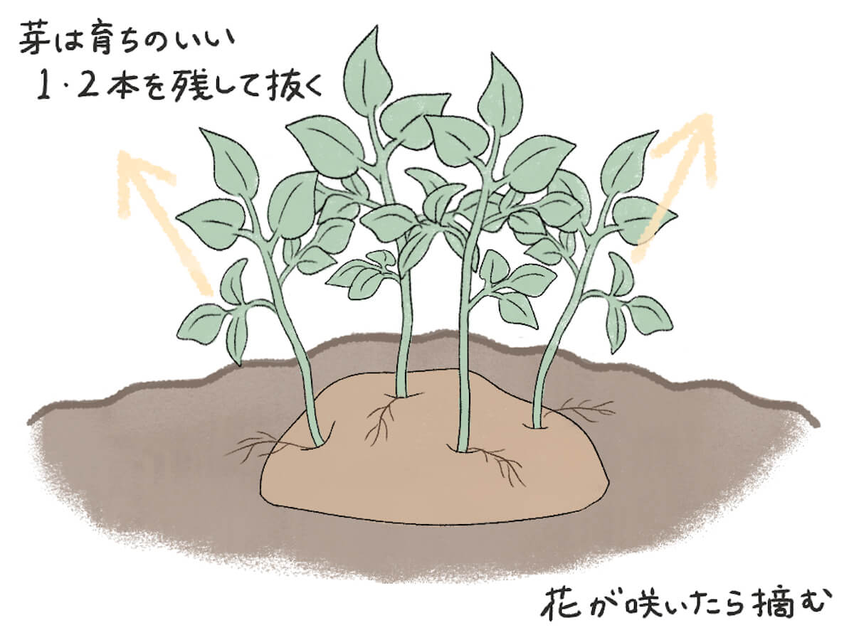 ジャガイモの芽かき失敗を防ぐ極意！放置Ngの理由と本数の最適解