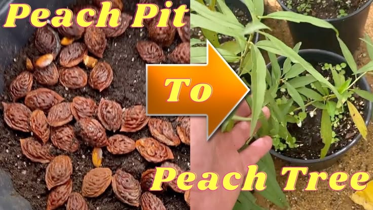 How to Plant a Peach Tree from a Peach Pit