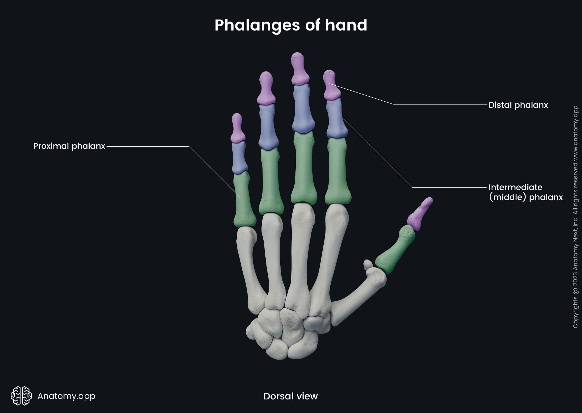 The Fingers Are Proximal or Distal to the Hand