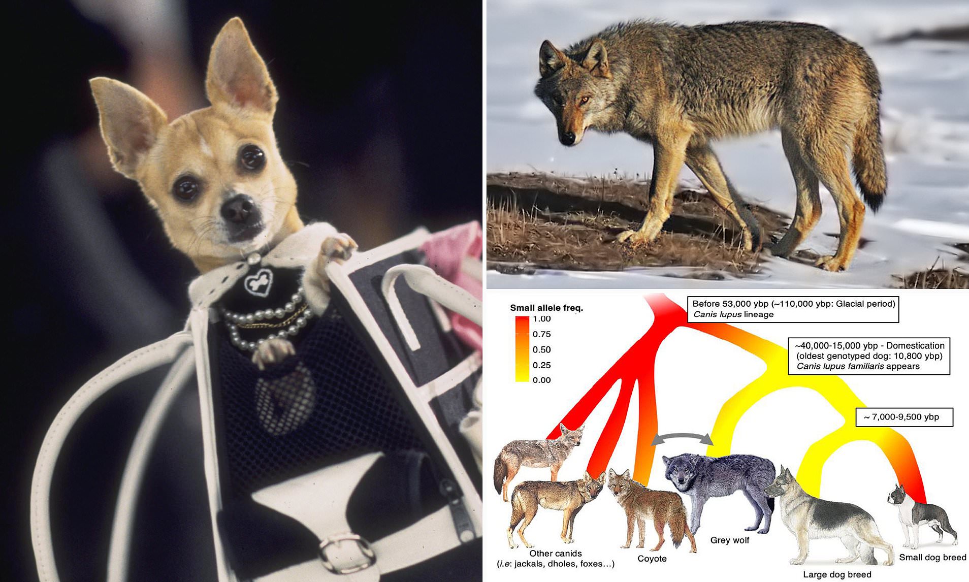 Did Chihuahuas Originate from Wolves